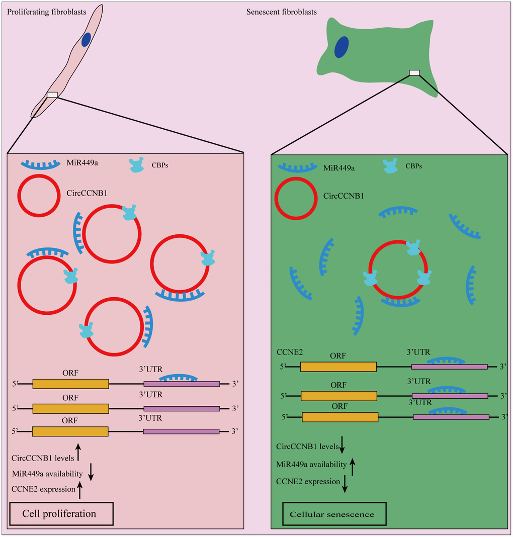 Schematic diagram of CircCCNB1 function in human diploid fibroblasts. Our model suggests that CircCCNB1 functions as a CeRNA to sponge miR-449a whereby CircCCNB1 facilitates the expression of the target CCNE2 required for cell cycle development by preventing miR-449a from acting on the target mRNAs. The reduced expression of CircCCNB1 in senescent cells leads to elevated levels of functional miR449a, which in turn represses miR-449a target gene expression contributing to growth suppression and cellular senescence.