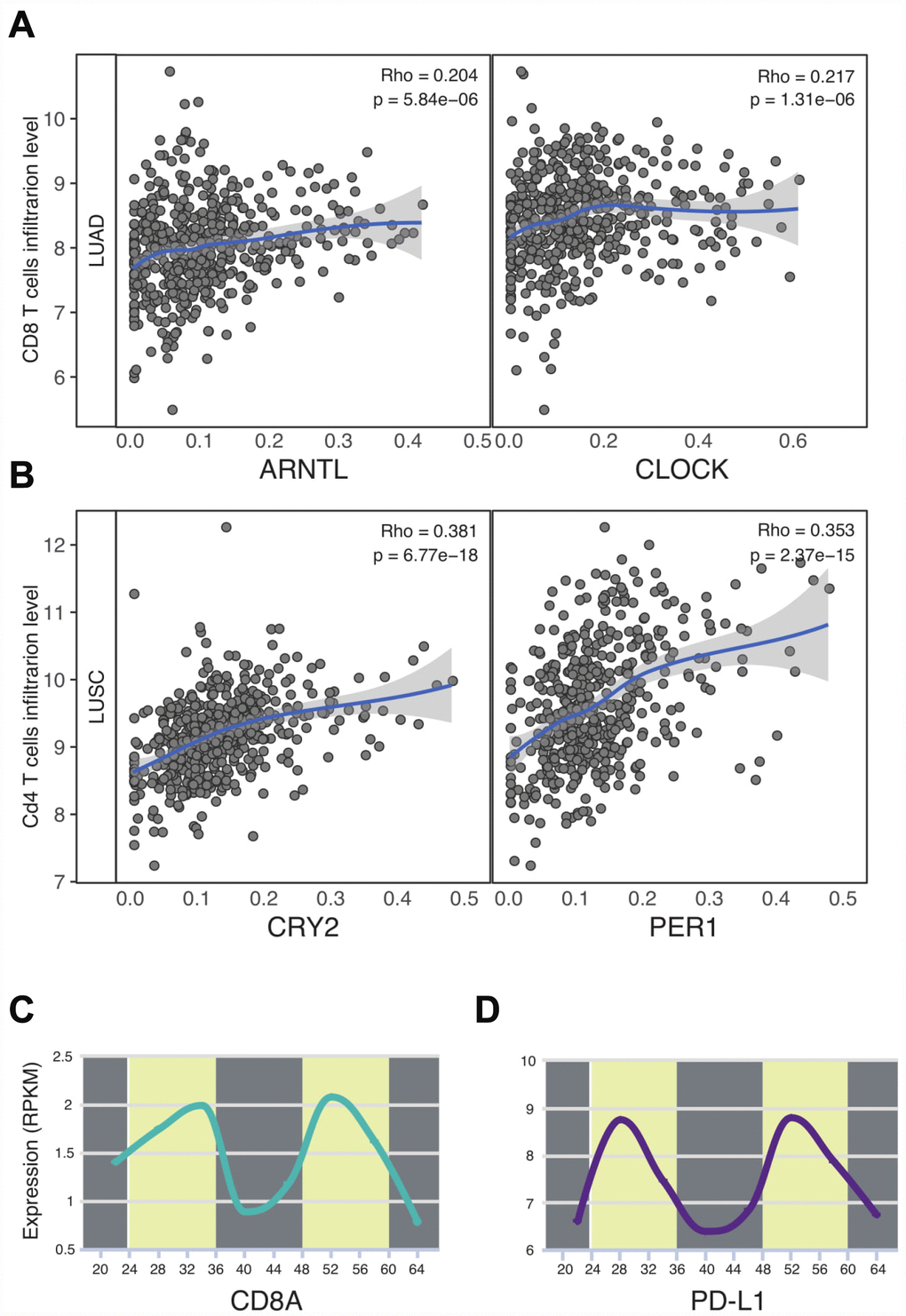 Circadian clock associates with the immune infiltrates and PD-L1 immune checkpoint. (A, B) Circadian genes were correlated with CD8 T cells and CD4 T cells. (C) CD8A expression was time-dependent. (D) The circadian rhythm of PD-L1. Abbreviations: LUAD, lung adenocarcinoma; LUSC, lung squamous cell carcinoma.