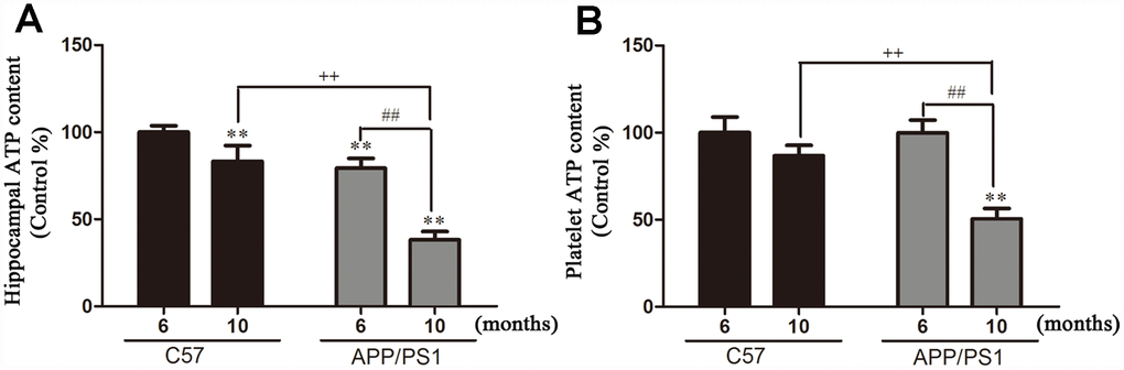 Hippocampal and platelets ATP content in and from APP/PS1 transgenic mice and C57 mice. (A) ATP content in hippocampi; (B) ATP content in platelets. Results are expressed as a mean ± SD value of six experiments measured in duplicate. The values are expressed as percentage of control, which is set to 100%. **P vs. C57 (6 months), ##P vs. APP/PS1 (6 months), ++P vs. C57 (10 months).