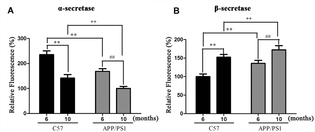 Activities of α- (A) and β-secretase (B) in platelets of APP/PS1 transgenic mice and C57 mice. **P vs. C57 (6 months), ##P vs. APP/PS1 (6 months), ++P vs. C57 (10 months).