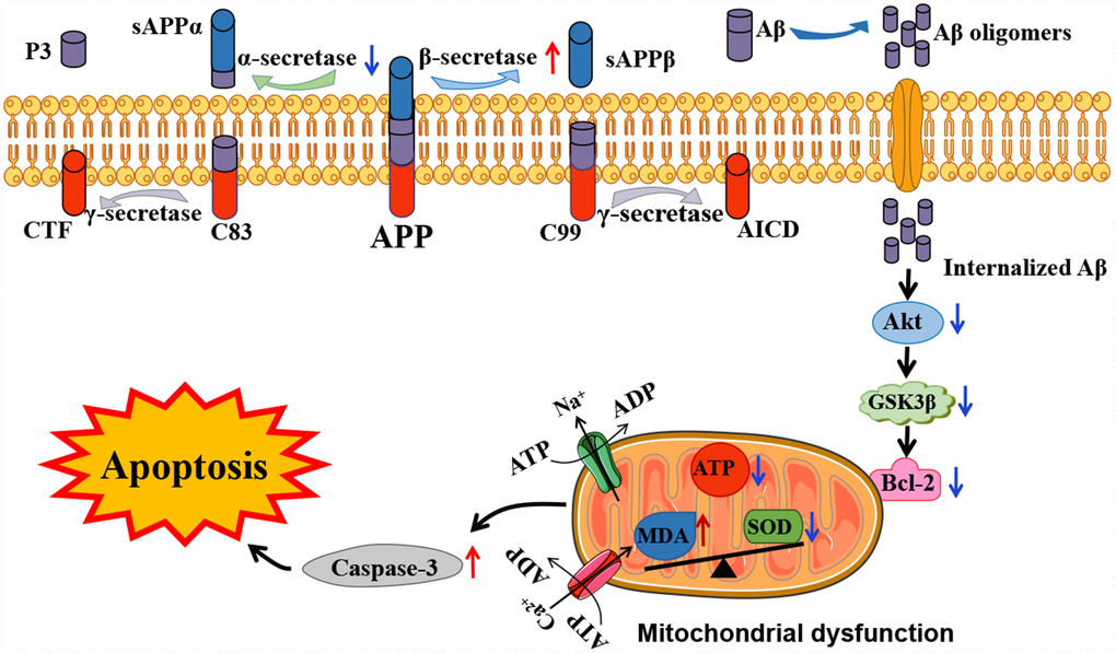 Schematic representation of the potential mechanisms involved in Aβ-associated mitochondrial dysfunction in APP/PS1 mice. In the presence of Aβ, mitochondrial dysfunction has been shown to be associated with mitochondrial ATP production and cell signaling cascades, eventually leading to apoptosis. The red and blue arrows visualize the increased or decreased processes of APP/PS1 mice proteins compared to the control C57 mice, respectively.