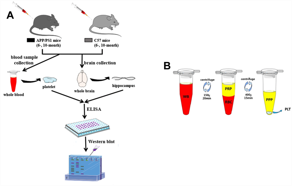 Research protocol. (A) An overview of the experimental scheme. (B) Graphic illustrating the platelet preparation from the tube-method protocol. The extraction of a small volume of whole blood (WB) was obtained from SAM-mice. After the single centrifugation at 150g for 20min, blood was fractionated into two layers: the bottom layer consists of red blood cells (RBC), and the top layer contains platelet rich plasma (PRP). The separated PRP was then centrifuged at 400g for 15min: the bottom consists of platelet pellets (PLT), and the top contains platelet poor plasma (PPP).