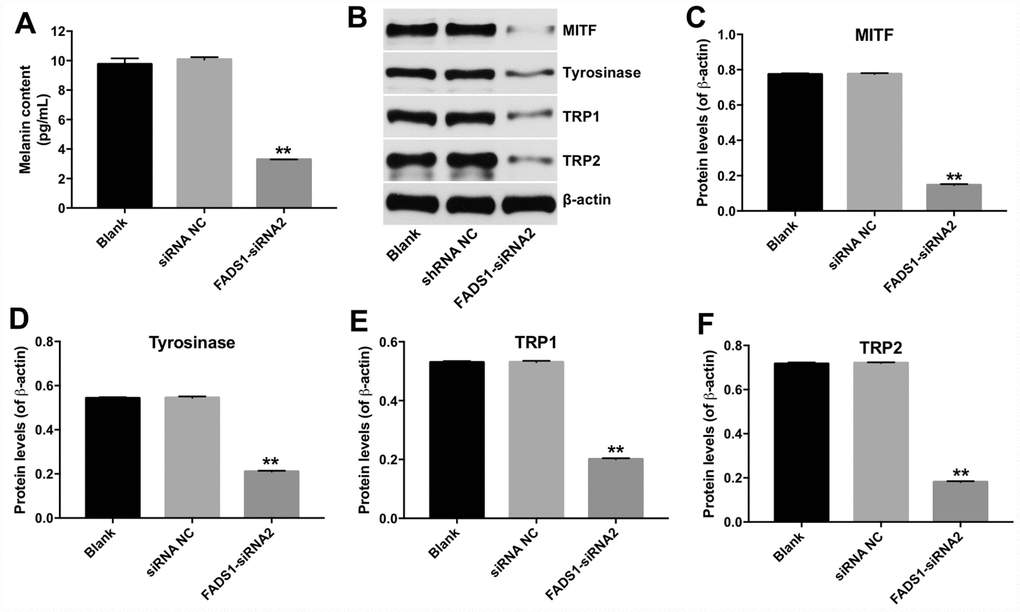 Downregulation of FADS1 decreased melanogenesis in PIG1 melanocytes. PIG1 cells were transfected with NC-siRNA or FADS1-siRNA2 for 72 h. (A) Melanin content determination (ELISA). (B) Expression of MITF, Tyrosinase, TRP1, and TRP2 detected by western blotting. β-actin was used as internal control. (C–F) Relative expression of MITF, Tyrosinase, TRP1, and TRP2 after normalization to β-actin. **P 
