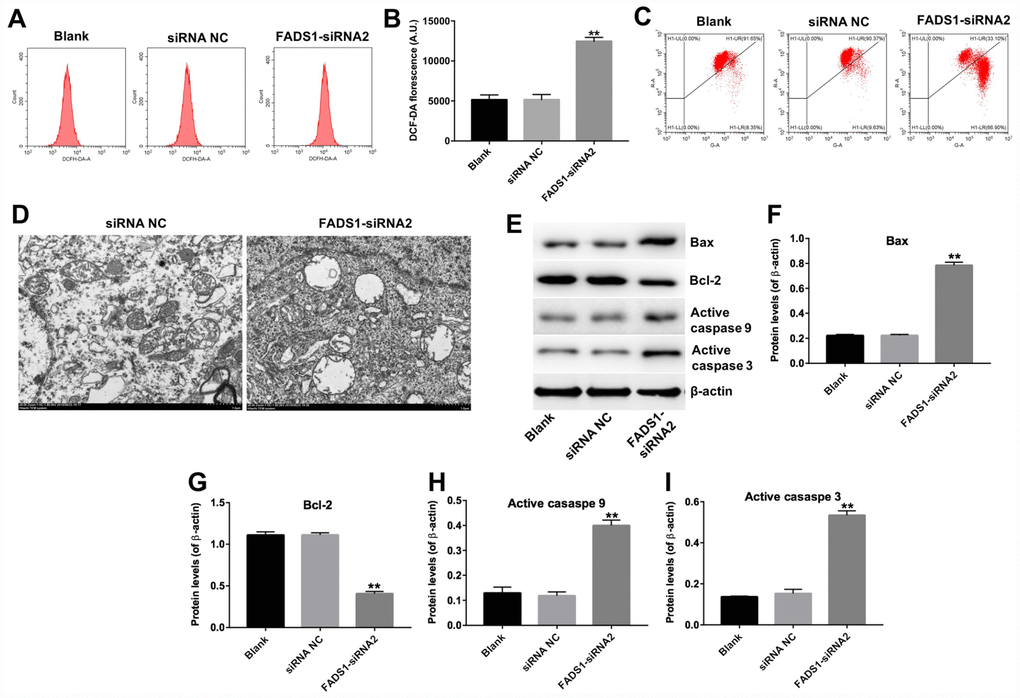 Downregulation of FADS1 induces ROS generation, decreases MMP, and promotes expression of apoptosis markers in PIG1 cells. PIG1 melanocytes were transfected with NC-siRNA or FADS1-siRNA2 for 24 h or 72 h. (A, B) ROS generation measured by DCF fluorescence using flow cytometry. (C) Changes in MMP assessed through JC-1 staining and flow cytometry. (D) The ultrastructural morphological changes of mitochondria in PIG1 cells observed on the TEM. (E) Expression of Bax, Bcl-2, active caspase 9, and active caspase 3 detected by western blotting. β-actin was used as internal control. (F–I) Relative expression of Bax, Bcl-2, active caspase 9, and active caspase 3 after normalization to β-actin. **P 