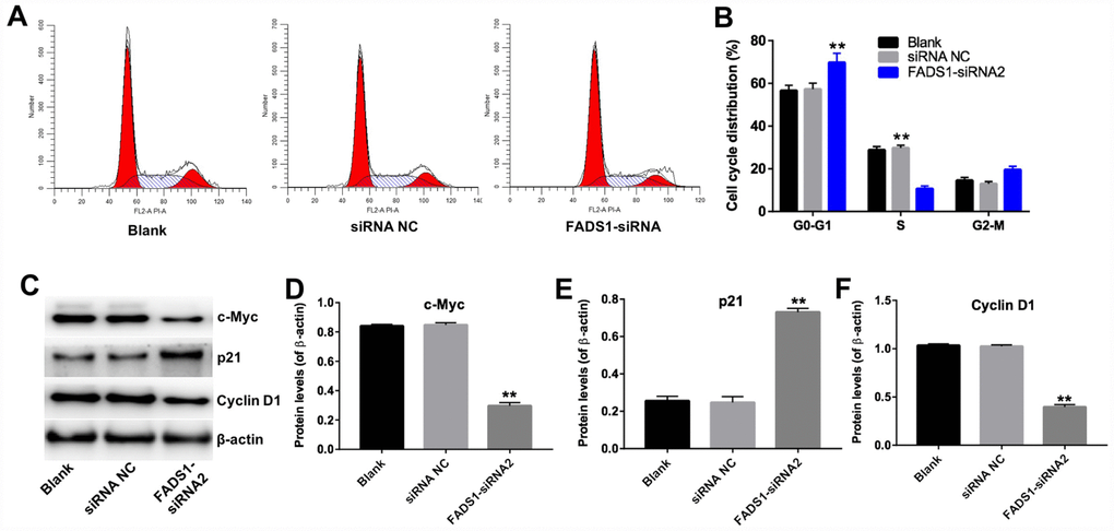 Downregulation of FADS1 inhibits cell cycle progression in PIG1 melanocytes. PIG1 cells were transfected with NC-siRNA or FADS1-siRNA2 for 72 h. (A, B) Cell cycle staging measured by flow cytometry. (C) Western blot detection of c-Myc, p21, and Cyclin D1 expression. β-actin was used as internal control. (D–F) Relative expression of c-Myc, p21, and Cyclin D1 after normalization to β-actin. **P 