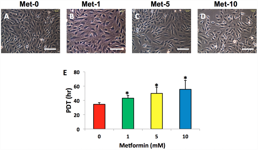 Metformin effect on the proliferation of rabbit AF cells cultured for 7 days. Metformin didn’t induce the morphological change significantly in rabbit AF cells during the culture (A–D), while the proliferation of the rabbit AF cells was decreased at a metformin concentration dependent manner as evidenced by population doubling time (E). *p