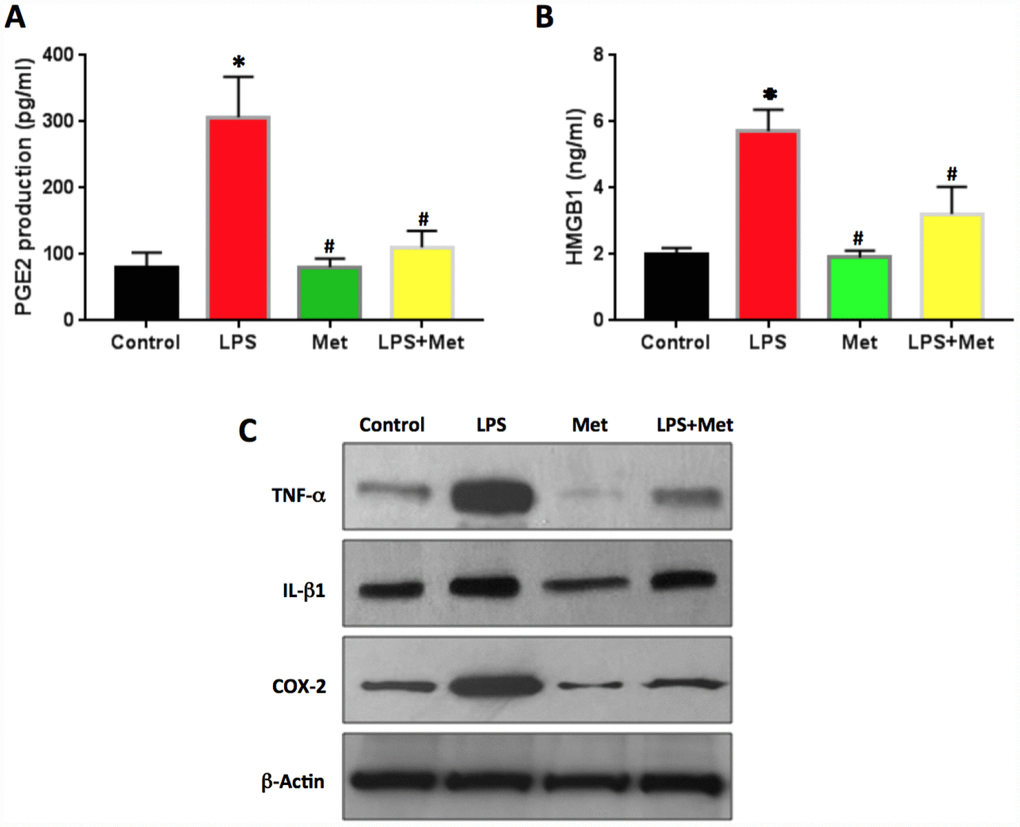 Anti-inflammatory effect of metformin on rabbit AF cells induced by LPS. (A) PGE2 production in the medium of rabbit AF cells tested by ELISA. (B) HMGB1 concentration in the medium of rabbit AF cells tested by ELISA. (C) Inflammatory-related marker protein expression in rabbit AF cells tested by western blot. ELISA results indicated that LPS induced the inflammation in rabbit AF cells as evidenced by PGE2 production and HMGB1 concentration found in the medium of rabbit AF cells cultured with LPS. Effect was inhibited by metformin. *p#p
