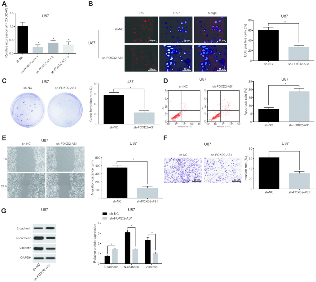 Silencing of FOXD2-AS1 results in inhibition of the proliferation, migration, invasion and EMT of glioma U87 cells and promotion of their apoptosis (Data of U251 cells were shown in Supplementary Figure 1). (A) The expression of FOXD2-AS1 in U87 cells were detected by RT-qPCR. (B) EdU assay was used to detect proliferation of U87 cells. (C) The ability of cell colony formation of U87 was detected by colony formation assay; (D) Flow cytometry was used to detect cell apoptosis of U87 cells in each group. (E) Cell migration ability of U87 cells was tested by scratch test; (F) Transwell assay was used to detect cell invasion of U87 cells in each group. (G) Western blot analysis was conducted to detect the expression of factors related to EMT in U87 cells. * P 
