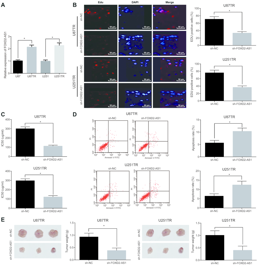 Silencing of FOXD2-AS1 contributes to inhibition of proliferation and drug resistance of drug-resistant glioma cells and promotion of their apoptosis. (A) The expression differences of FOXD2-AS1 in drug-resistant cell lines (U87TR, U251TR) and parental cell lines (U87, U251) were detected by RT-qPCR. (B) EdU assay was used to detect cell proliferation activity. (C) Changes of IC50 in drug-resistant cell lines after silencing FOXD2-AS1; (D) Cell apoptosis was detected by flow cytometry; (E) Tumor growth in nude mice was detected by tumor formation experiment; * P 