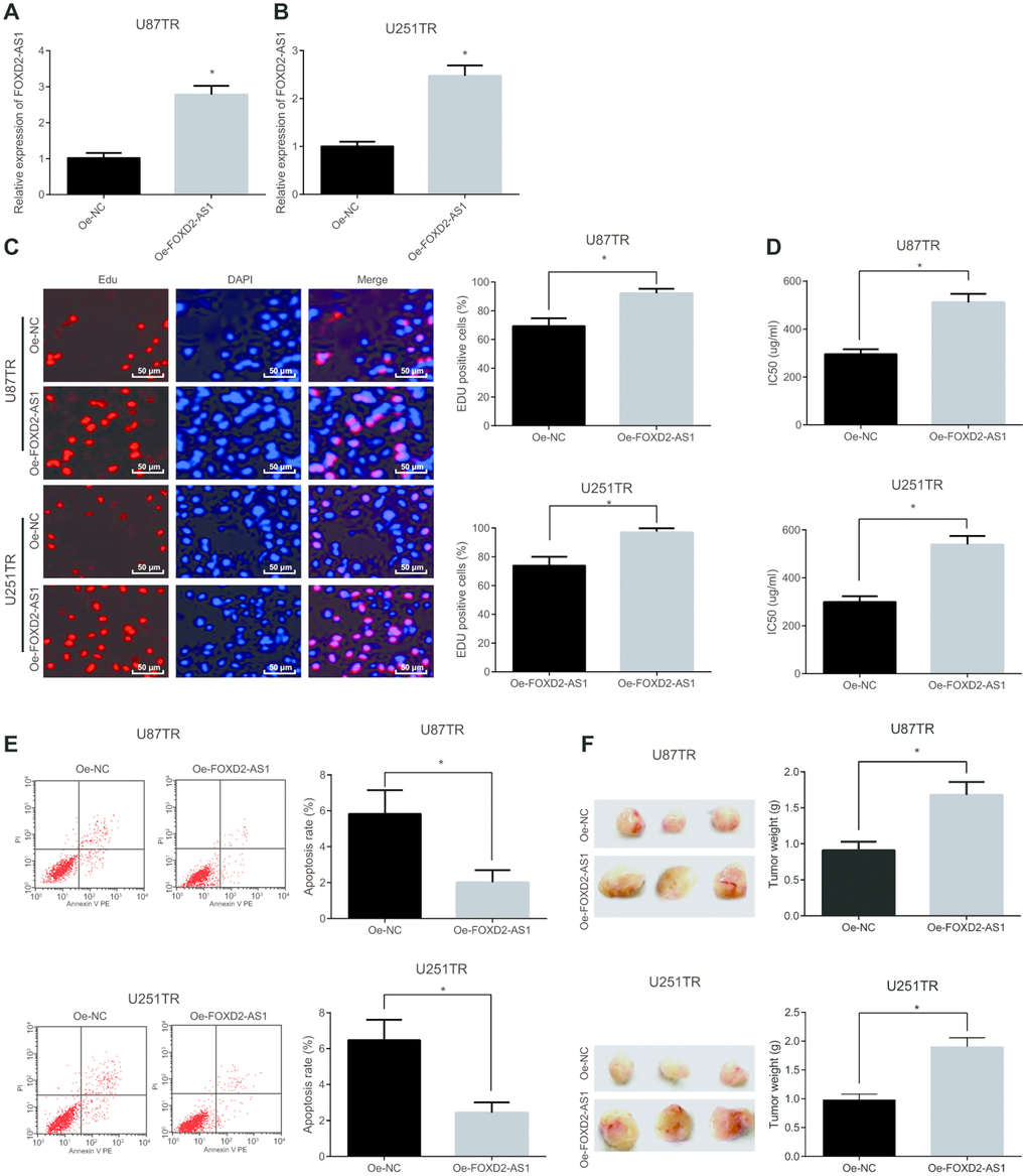 Overexpression of FOXD2-AS1 accelerates the proliferation and drug resistance of drug-resistant cells in glioma and inhibits their apoptosis. (A) The expression of FOXD2-AS1 in U87TR cell line was detected by RT-qPCR; (B) The expression of FOXD2-AS1 in U251TR cell line was examined by RT-qPCR; (C) The cell proliferation activity tested via EdU assay; (D) The changes of IC50 in drug-resistant cell lines after overexpression of FOXD2-AS1; (E) The apoptosis in U87TR and U251TR cell lines tested via flow cytometry; (F) The tumor growth tested via tumor xenograft in nude mice. * P 