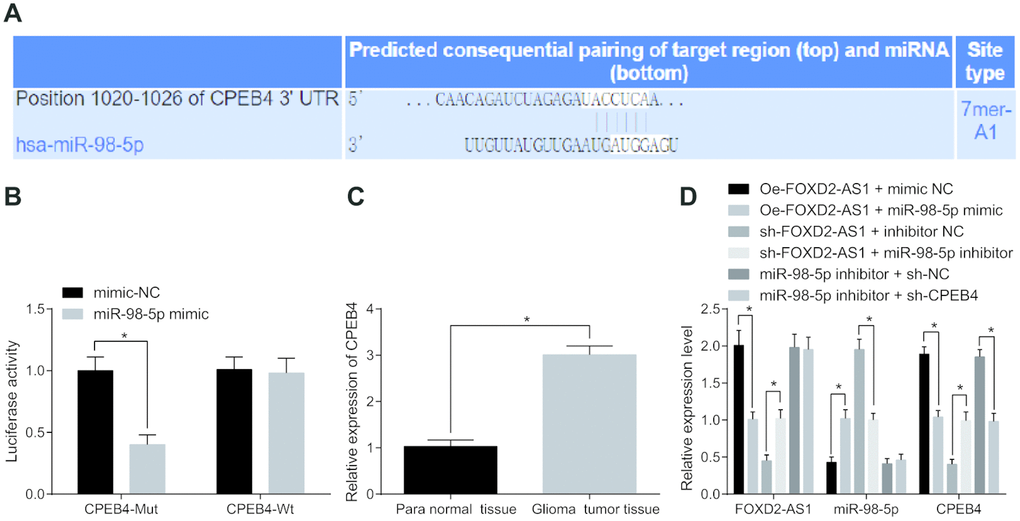 FOXD2-AS1 acts as a ceRNA to adsorb miR-98-5p, thereby decreasing the expression of CPEB4. (A) The target relationship between miR-98-5p and CPEB4 was predicted by Targetscan website. (B) The targeting relationship between miR-98-5p and CPEB4 was verified through dual luciferase reporter gene assay, CPEB4-MUT was MUT plasmid of miR-98-5p and CPEB4 3′UTR, and CPEB4-WT was WT plasmid of miR-98-5p and CPEB4 3′UTR; (C) CPEB4 expression in glioma tumor tissues was detected by RT-qPCR, N = 86; (D) The expression levels of FOXD2-AS1, miR-98-5p and CPEB4 in cells after transfection were detected by RT-qPCR. * P 