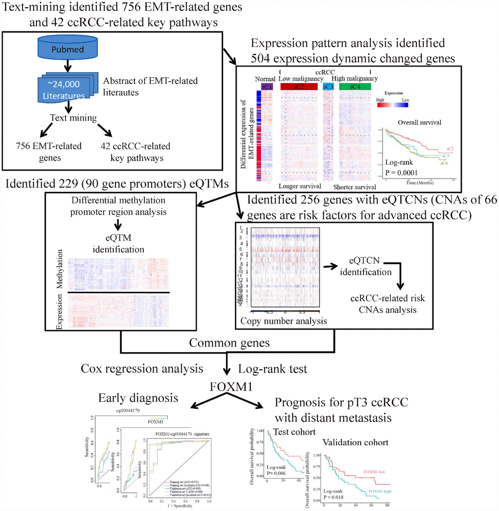 The flowchart of strategy to identify EMT-related biomarkers in ccRCC. Firstly, text-mining of abstract of literatures associated with EMT from PubMed database identified 756 EMT-related genes and 42 ccRCC-related key pathways. Secondly, expression pattern analysis of EMT-related gene identified two main tumor clusters differ in tumor malignancy and survival. A total of 504 dynamic expression changed genes among normal controls and the two tumor clusters were identified as key genes, which may be critical in ccRCC. Further analysis identified 229 eQTMs located in 90 gene promoters and 256 gene with eQTCNs by integrating transcriptome, DNA methylation and copy number alteration (CNA) data. Finally, ccRCC-related CNAs calling analysis and survival analysis revealed FOXM1 was a driver gene, which could be a biomarker for early diagnosis and overall prognosis in ccRCC.