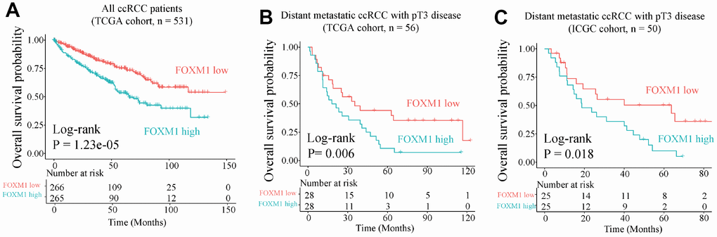 Overall survival analysis of FOXM1. (A) Overall survival of all ccRCC patient in TCGA cohort. (B) and (C) Overall survival for pT3 patients with distant metastasis in TCGA (training) and International Cancer Genome Consortium (ICGC, validation) cohorts.