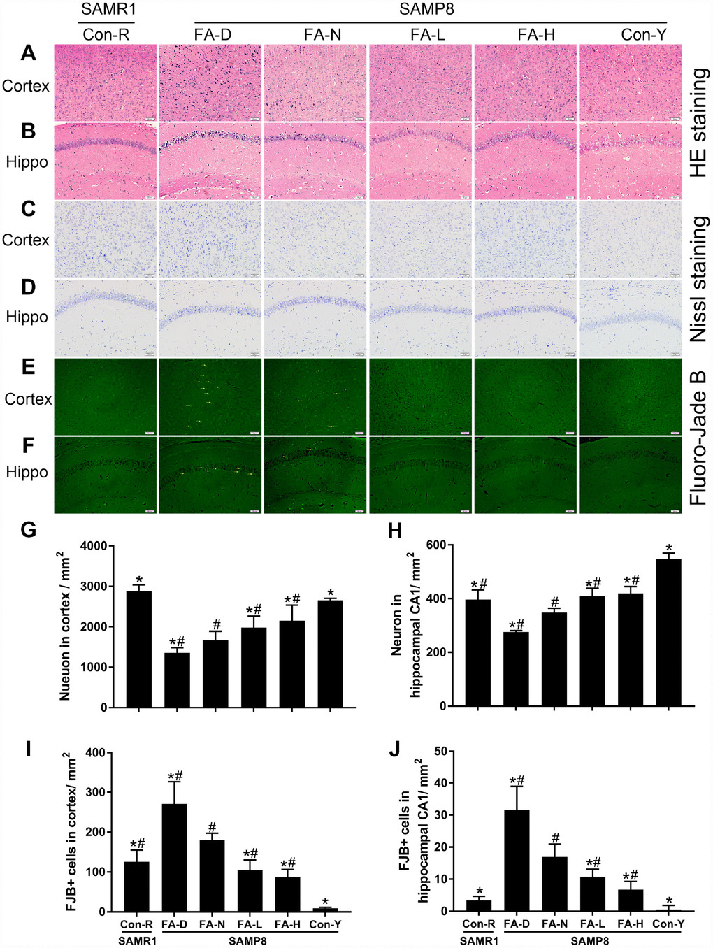 FA supplementation delayed neurodegeneration and stimulated neuronal survival in cerebral cortex and hippocampal CA1 region in SAMP8 mice. Mice were assigned to treatment groups as described in Figure 1. Representative micrographs of HE staining in cerebral cortex (A) and hippocampal CA1 region (B), Nissl staining in cerebral cortex (C) and hippocampal CA1 region (D), Fluoro-Jade B (FJB) staining in cerebral cortex (E) and hippocampal CA1 region (F). Quantitative analysis of surviving neurons indicated by Nissl staining in cerebral cortex [F(5,24) = 30.882, PG) and hippocampal CA1 region [F(5,24) = 68.256, PH), and degenerated neurons indicated by FJB-positive cells in cerebral cortex [F(5,24) = 44.797, PI) and hippocampal CA1 region [F(5,24) = 45.630, PJ). Yellow arrow indicates FJB positive cell. Scale bar = 50 μm. Data are expressed as mean ± SD (n= 5 mice/group). *P#P