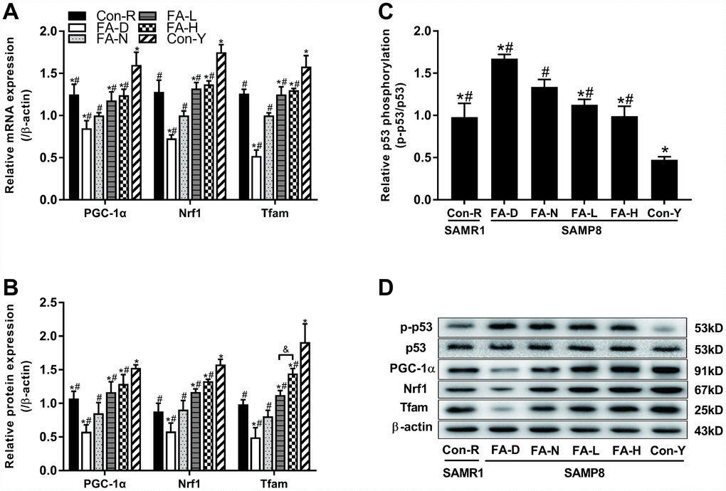 FA supplementation regulated telomere–p53–mitochondria pathway in brain of SAMP8 mice. Mice were assigned to treatment groups as described in Figure 1. (A) The relative mRNA levels of PGC-1α, Nrf1 and Tfam quantified by qPCR were normalized to β-actin and expressed as fold changes relative to the FA-N group [F(5,54) = 30.274, PF(5,54) = 36.428, PF(5,54) = 34.239, PB) The protein expressions of PGC-1α, Nrf1 and Tfam quantified by western blot were normalized to β-actin [F(5,12) = 21.689, PF(5,12) = 39.452, PF(5,12) = 38.230, PC) The level of phospho-p53 quantified by western blot was normalized to p53 [F(5,12) = 51.308, PD) Representative western blot of phospho-p53, p53, PGC-1α, Nrf1, Tfam and β-actin. Data are expressed as mean ± SD (n= 10 mice/group for qPCR, and n= 3 mice/group for western blot). *P#P&P