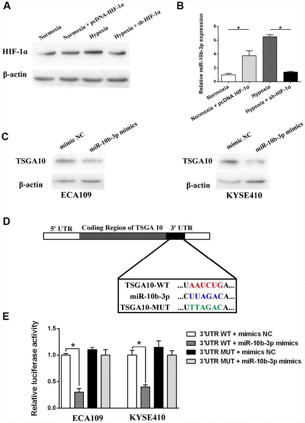 Hypoxia induced miR-10b-3p expression and its target validation. ECA109 cells transfected with sh-HIF-1α or pcDNA- HIF-1α were incubated for 48 hours under normoxic or hypoxic conditions. (A) Western blotting showed HIF-1α expression. (B) Quantification of miR-10b-3p expression using qRT-PCR. (C) ECA109 and KYSE410 cells were transfected with miR-10b-3p mimics or mimics NC, after which TSGA10 expression was assessed by western blotting. (D) Predicted miR-10b-3p wild-type binding sites (WT) or mutant binding sites (MUT) were cloned into a luciferase reporter. Cells co-transfected with miR-10b-3p mimics or controls and WT or MUT luciferase constructs were subjected to luciferase assay. (E) Measurement of luciferase activity. *P 