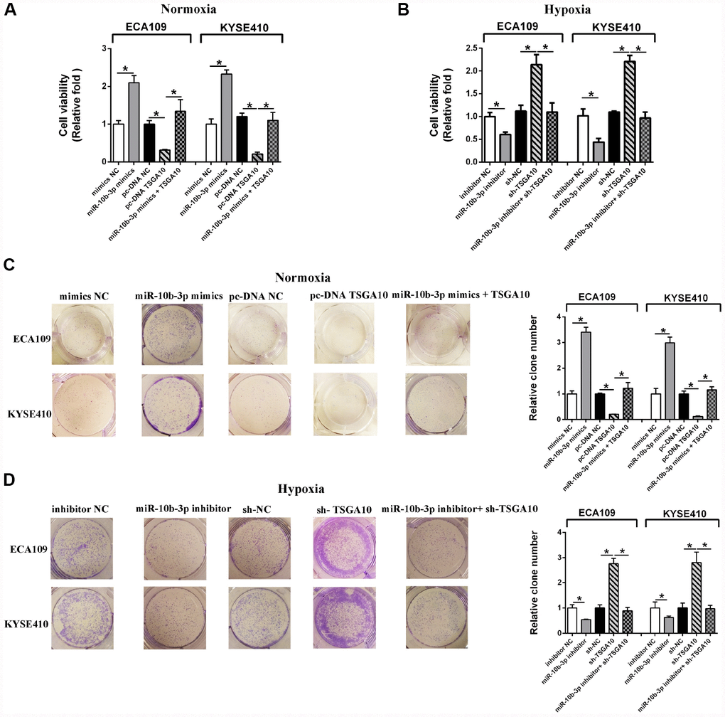 Hypoxia-induced miR-10b-3p enhances ESCC cell proliferation. (A) ECA109 and KYSE410 cells transfected with miR-10b-3p mimics or pc-DNA TSGA10 were cultured for 48 hours under normoxic conditions, after which cell viability was assessed. (B) ECA109 and KYSE410 cells transfected with miR-10b-3p inhibitor or sh-TSGA10 were cultured under hypoxic conditions, after which cell viability was assessed. (C) ECA109 and KYSE410 cells transfected with miR-10b-3p mimics or pc-DNA TSGA10 were cultured for 10 days under normoxic conditions, after which colonies were fixed, photographed and counted. (D) ECA109 and KYSE410 cells transfected with miR-10b-3p inhibitor or sh-TSGA10 were cultured for 10 days under hypoxic conditions, after which colonies were fixed, photographed, and counted. *P 