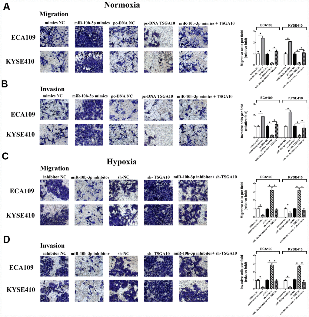 Hypoxia-induced miR-10b-3p enhances ESCC cell migration and invasion. (A and B) ECA109 and KYSE410 cells transfected with miR-10b-3p mimics or pc-DNA TSGA10 were seeded in serum-medium into Matrigel-free (A) or Matrigel-coated (B) upper chambers, while the lower chamber contained complete medium. After incubation for 20 hours under normoxic conditions, invading cells were fixed, photographed, and counted. (C and D) For hypoxia assays, ECA109 and KYSE410 cells transfected with miR-10b-3p inhibitor or sh-TSGA10 were seeded in serum-free medium into Matrigel-free (C) or Matrigel-coated (D) upper chambers, while the lower contained complete medium. After incubation for 20 hours under hypoxic condition, invading cells were fixed, photographed, and counted. *P 