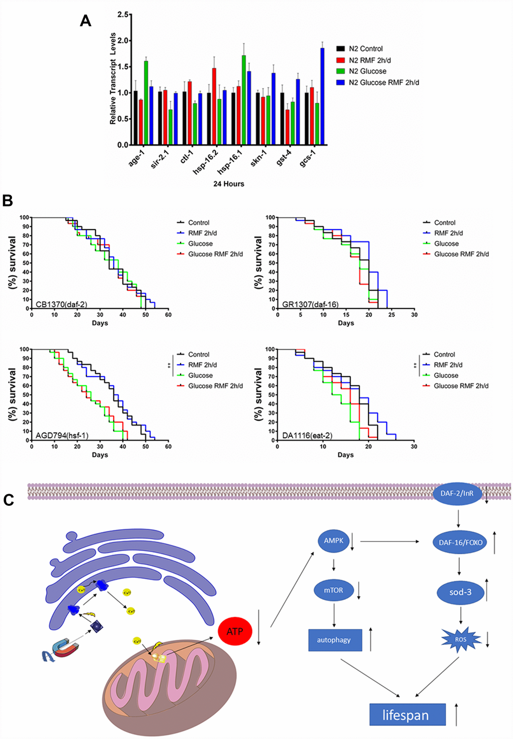 The molecular mechanism underlying the anti-aging effect of RMF. (A) The mRNA levels of hsp-16.1, hsp-16.2, age-1, sir-2.1, ctl-1, skn-1, gst-4 and gcs-1 were determined by quantitative real-time RT-PCR and normalized to the expression of act-1. At least 3000 C. elegans were used in each group and the experiments were performed on three independent occasions. Means with different letters were significantly different at P B) RMF extended lifespan of the hsf-1 (AGD794) and eat-2 (DA1116) mutants. RMF did not extend lifespan of the daf-2 (CB1370) and daf-16 (CR1307) deletion mutants. The lifespan analysis of each mutant was performed on three independent occasions. (C) A possible mode of action of the longevity extension mediated by RMF.