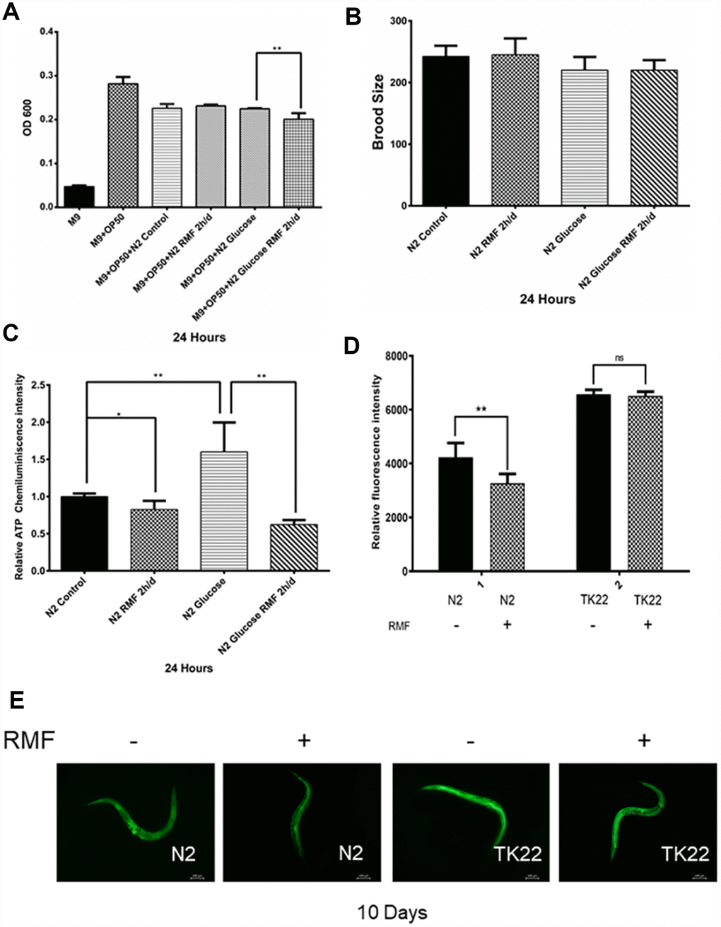 The effects of RMF on ROS and ATP levels and C. elegans physiology. (A) C. elegans food-intake. (B) C. elegans brood size. (C) Total ATP content in C. elegans was detected using a microplate reader. (D, E) The ROS levels in C. elegans were detected with the H2DCF–DA probe by fluorescence microscope and microplate reader.