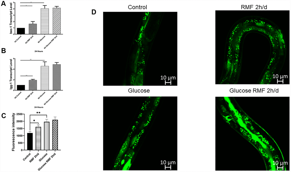 Autophagy was involved in lifespan extension and protection against Aβ-induced toxicity by RMF. (A, B) The lgg-1 and bec-1 gene transcript levels in CL4176 C. elegans. (C, D) dFP::LGG-1 was detected by laser confocal microscope (Leica-sp5ii, TCS SP5II, Shenzhen).