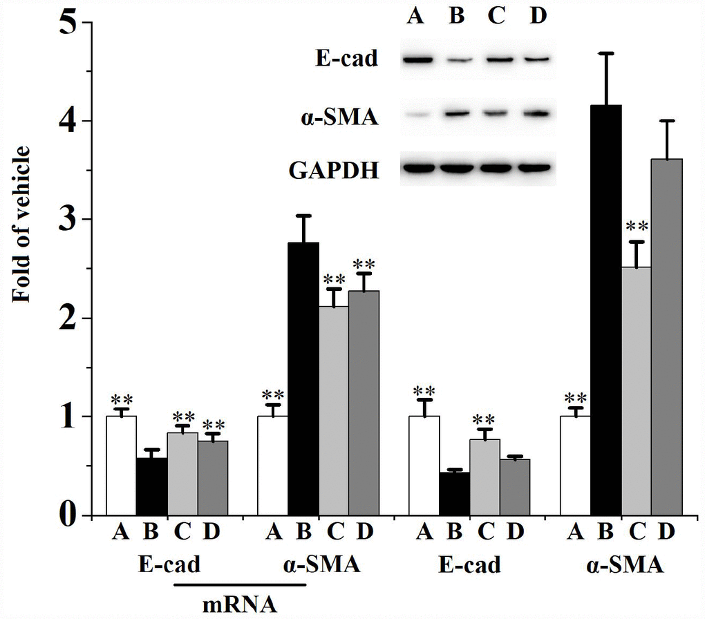 Prostatic mRNA levels (n=4 per group) and expression (n=3 per group) of E-cad and α-SMA in rats.**p