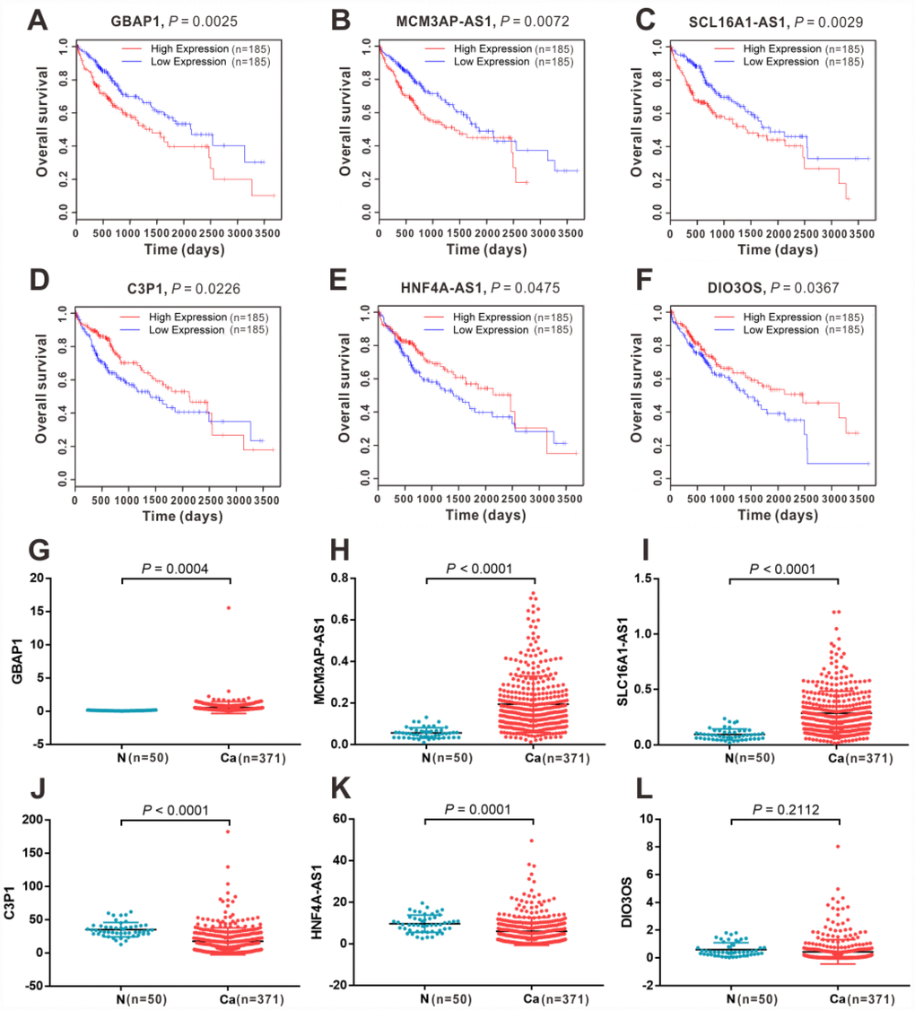 The expression and survival significance of the six key lncRNAs in the ceRNA network in HCC TCGA database. Kaplan-Meier survival curves showed significant OS differences between high- and low-expression of GBAP1 (A), MCM3AP-AS1 (B), SLC16A1-AS1 (C), C3P1(D), HNF4A-AS1 (E) and DIO3OS (F) in TCGA dtabase. Expression levels of GBAP1 (G), MCM3AP-AS1 (H), SLC16A1-AS1 (I), C3P1(D), HNF4A-AS1 (E) and DIO3OS (F) in normal and HCC tissues from TCGA database. N, normal tissue; Ca, cancer tissue.
