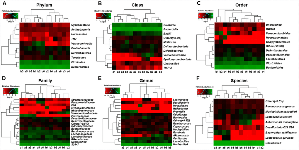 Heat maps of the composition of the gut microbiota in db/db and m/m mice. (A) Phylum level; (B) Class level; (C) Order level; (D) Family level; (E) Genus level; (F) Species level.