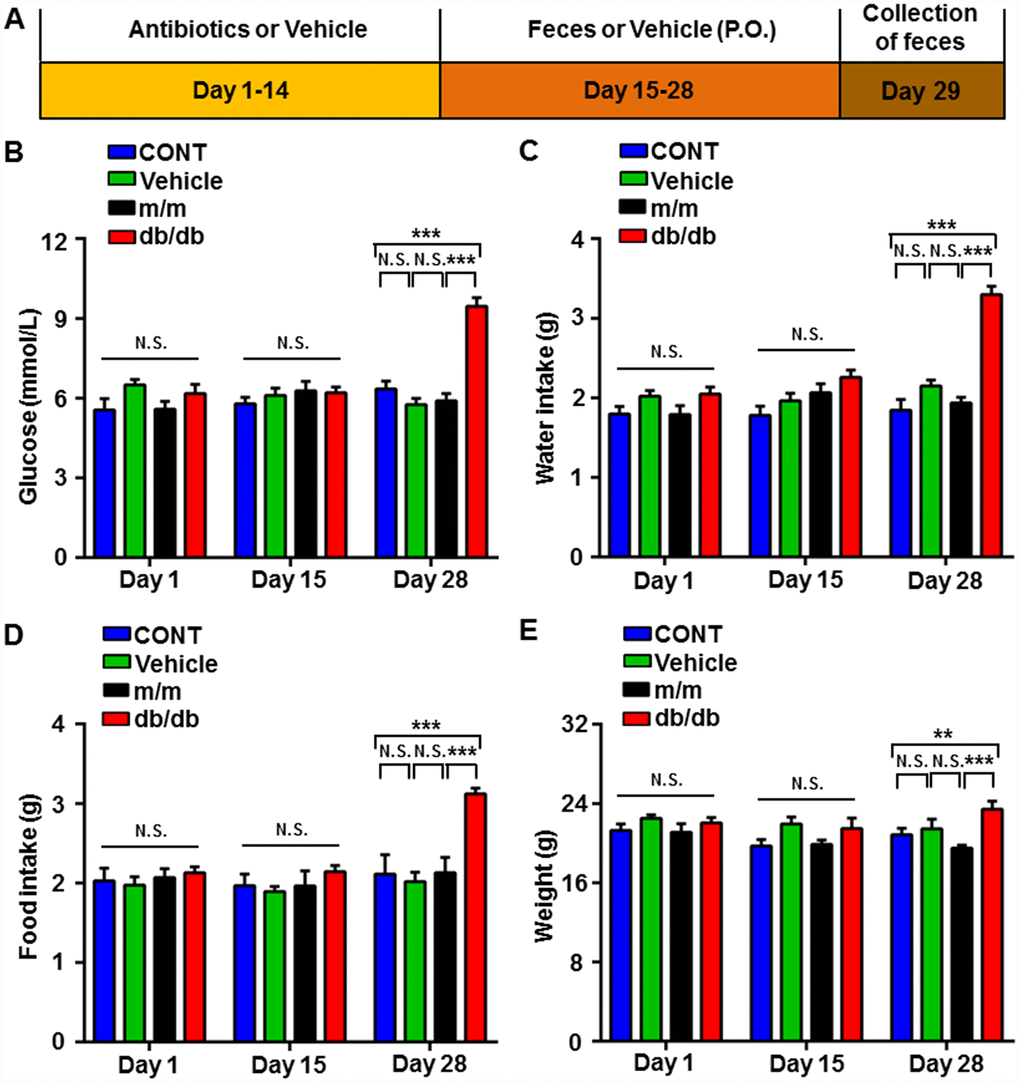 Changes in the metabolic parameters of pseudo-germ-free mice after fecal transplantation from db/db and m/m mice. (A) Schedule of the present study. Host mice were treated with large doses of antibiotics for 14 consecutive days and were orally treated with fecal microbiota from db/db or m/m mice. Fecal samples were collected for 16S rRNA gene sequencing on day 29. (B) Blood glucose (Time: F2,12 = 16.24, P 3,18 = 15.42, P 6,36 = 11.33, P C) Water intake (Time: F2,12 = 26.33, P 3,18 = 22.17, P 6,36 = 11.74, P D) Food intake (Time: F2,12 = 13.73, P 3,18 = 8.878, P 6,36 = 6.519, P E) Body weight (Time: F2,12 = 5.57, P 3,18 = 5.319, P 6,36 = 2.03, P > 0.05). Data are shown as mean ± SEM values (n=7). *P P P