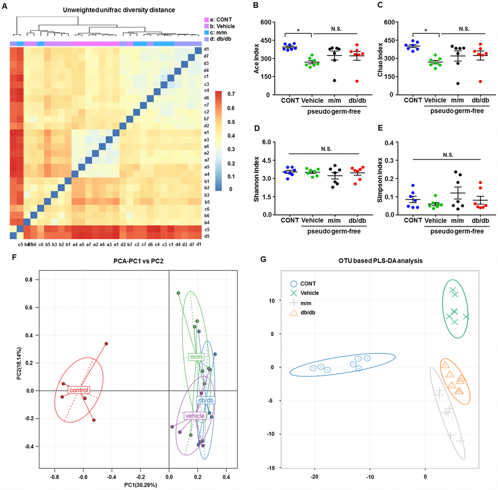 Alterations in the gut microbiota profiles of pseudo-germ-free mice after transplantation from db/db and m/m mice. (A) Unweighted UniFrac diversity distance; (B) Ace index (F3,24 = 3.571, P C) Chao index (F3,24 = 3.415, P D) Shannon index (F3,24 = 0.6078, P > 0.05); (E) Simpson index (F3,24 = 1.305, P > 0.05); (F) PCA analysis of the data of gut bacteria (PC1 versus PC2); (G) PLS-DA analysis of the data of gut bacteria. Data are shown as mean ± SEM values (n=7). *P P P 