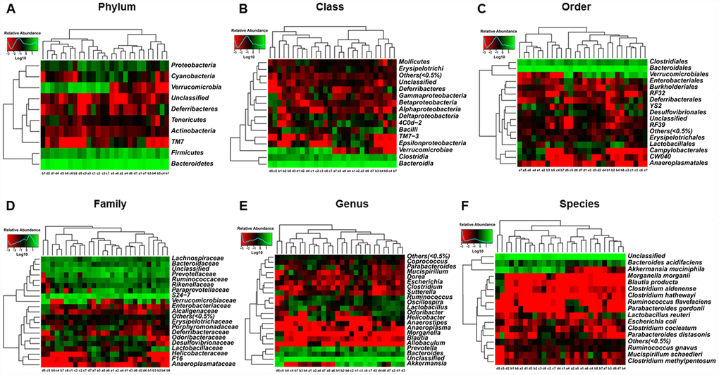 Heat maps of the composition of the gut microbiota in pseudo-germ-free mice after transplantation from db/db and m/m mice. (A) Phylum level; (B) Class level; (C) Order level; (D) Family level; (E) Genus level; (F) Species level.