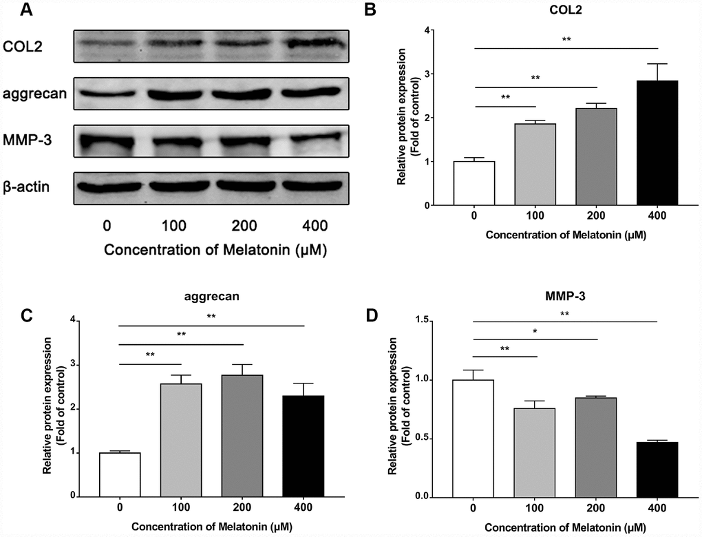 Effects of 0, 100, 200, 400 μM melatonin for 24 h on collagen II (COL2), aggrecan and MMP-3 in NPCs. (A) Protein levels of COL2, aggrecan, MMP-3. (B) Semi-quantitative analysis of COL2 levels (n=3). (C) Semi-quantitative analysis of aggrecan levels (n=3). (D) Semi-quantitative analysis of MMP-3 levels (n=3). The values are expressed as mean ± SD. *P