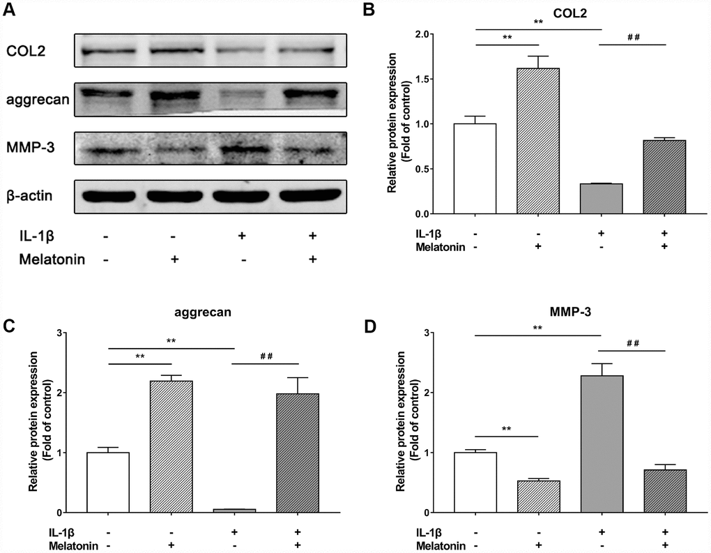 Effects of 200 μM melatonin and 5 nM IL-1β for 24 h on collagen II (COL2), aggrecan and MMP-3 in NPCs. (A) Protein levels of COL2, aggrecan, MMP-3. (B) Semi-quantitative analysis of COL2 levels (n=3). (C) Semi-quantitative analysis of aggrecan levels (n=3). (D) Semi-quantitative analysis of MMP-3 levels (n=3). The values are expressed as mean ± SD. **P