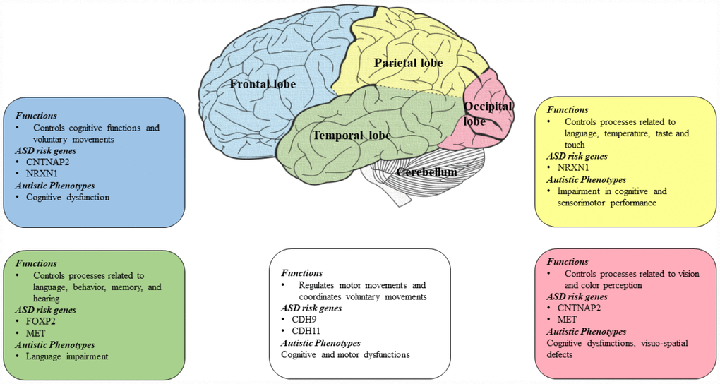 Diagram showing ASD risk genes and autistic phenotypes associated with different lobes of the brain. CNTNAP2 is found to be associated with frontal and occipital lobes of the brain [70, 73]. NRXN1 is found to be linked with parietal and frontal lobes [74]. FOXP2 is found to be linked with temporal lobe and MET in occipital and temporal lobes [75]. Cadherins (CDH9 and CDH11) are found to be linked with the cerebellum region [37].