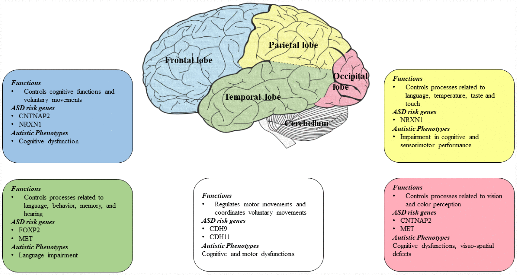 autism brain diagram