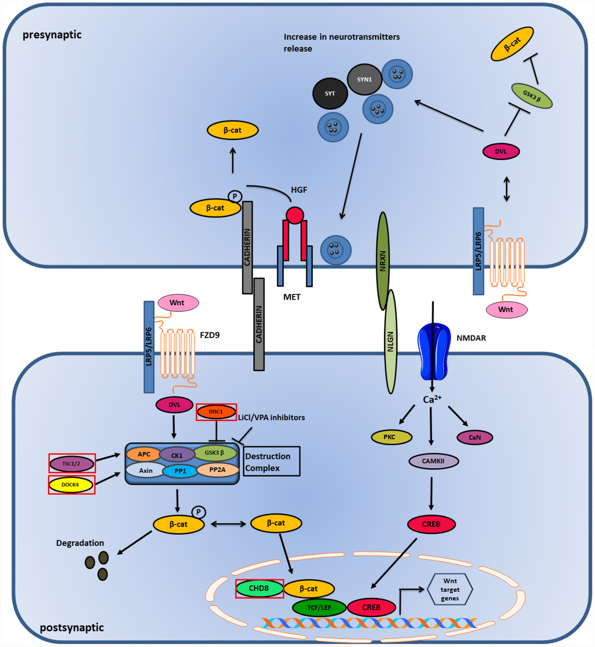 Association of genes with phenotype in autism spectrum disorder ...