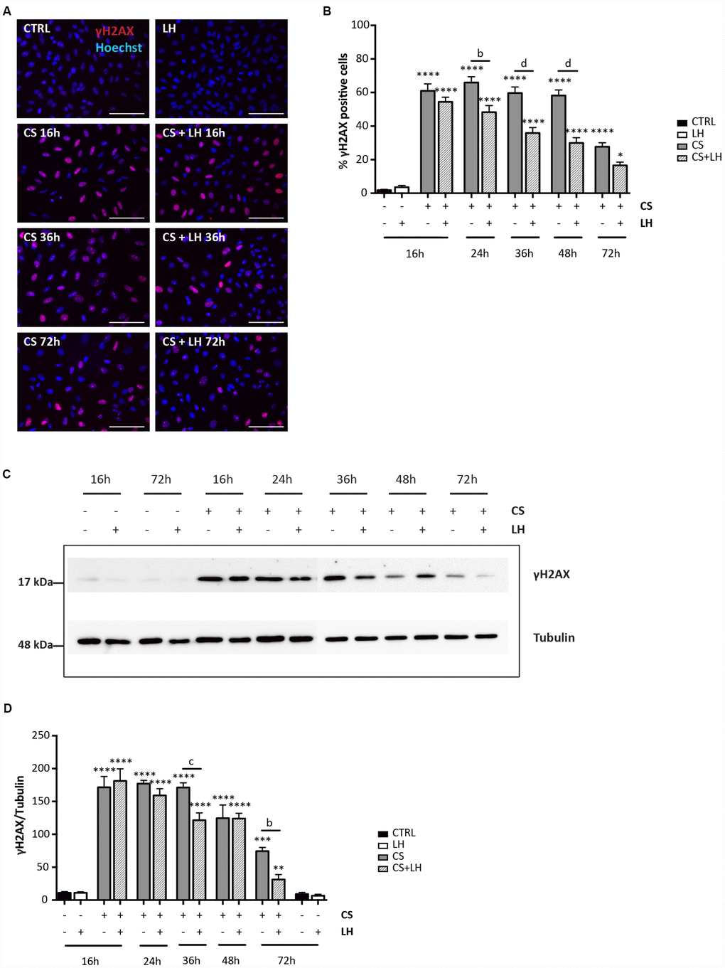 LH modulates the H2AX phosphorylation in somatic ovarian cells. (A) Representative IF for γH2AX in cultured ovarian somatic cells treated with 10 μM CS with/out 200 mIU/mL LH for the indicated times. Scale bar = 100 μm. (B) The graph reports the quantification of the percentage of cells positive for γH2AX. Data are shown as mean ± SEM of five experiments. Statistical differences vs control *pvs CS group b = pd = pC, D) Representative WB of γH2AX in cells treated with CS with/out LH for the indicated times. Note a clear reduction of γH2AX level at 72 hrs. Data are expressed as mean ± SEM of three experiments. Statistical differences vs control **pvs CS+LH group b = pc = p