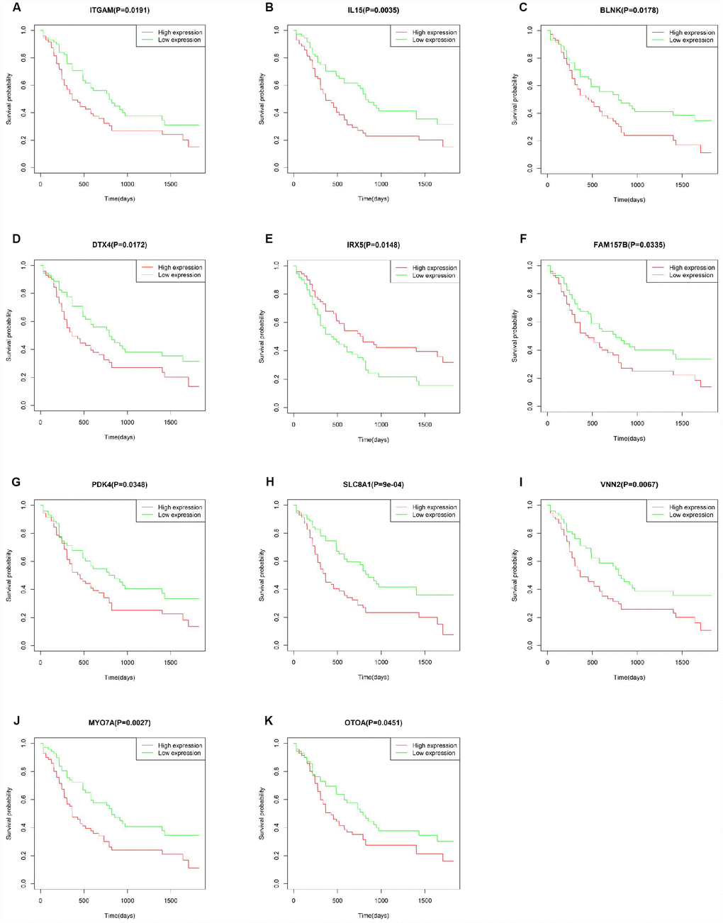 Correlation of the expression of individual DEGs with overall survival of AML patients from TCGA database. (A–K) Kaplan-Meier survival curves for selected DEGs following comparison of high vs. low gene expression groups according to the median value of each gene (log-rank test, p 