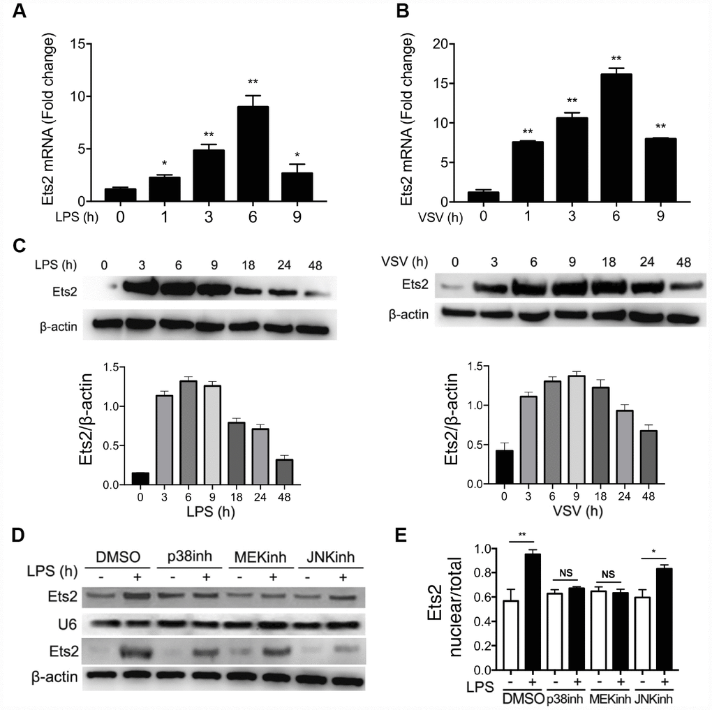 LPS and VSV promote Ets2 expression and nuclear translocation. (A, B) Ets2 mRNA expression in mouse primary peritoneal macrophages stimulated with 100 ng/ml LPS (A) or VSV at an MOI of 10 (B) for the indicated times, as detected by real-time PCR (n=3). (C) Immunoblot analysis and quantification of Ets2 expression in mouse primary peritoneal macrophages stimulated with 100 ng/ml LPS or VSV at an MOI of 10 for the indicated times. (D, E) Immunoblot analysis (D) and quantitative measurement (E) of nuclear/total lysate ratio of Ets2 of mouse primary peritoneal macrophages pretreated with SB203580, PD98059, or SP600125 (20 μM for 30 min) and then stimulated with or without 100 ng/ml LPS for 3 h. U6 was used as an internal reference for the nucleus. Data are shown as the mean ± s.d. Student’s t-test compared with the control group. *, P