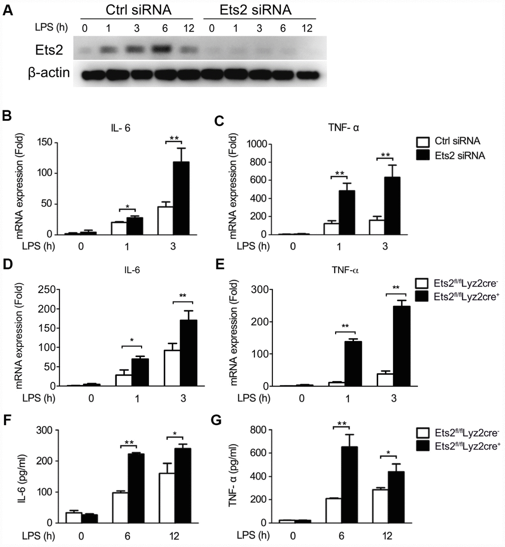 Ets2 inhibits LPS-induced IL-6 and TNF-α production in macrophages. (A) Immunoblot analysis of the expression of Ets2 in mouse primary peritoneal macrophages transfected with control siRNA (Ctrl) or Ets2-targeted siRNA (Ets2) with LPS stimulation for indicated time. (B,C) IL-6 (B) and TNF-α (C) mRNA expression of cells stimulated with 100 ng/ml LPS for the indicated times. (D, E) IL-6 (D) and TNF-α (E) mRNA expression in Ets2fl/flLyz2cre−or Ets2fl/flLyz2cre+ mouse primary peritoneal macrophages stimulated with 100 ng/ml LPS for the indicated times. (F, G) ELISA assay of IL-6 (F) and TNF-α (G) in the supernatant of the cells stimulated with 100 ng/ml LPS for the indicated times. Data are shown as the mean ± s.d. of three samples. Student’s t-test compared with the control or Ets2fl/flLyz2cre- group. *, P
