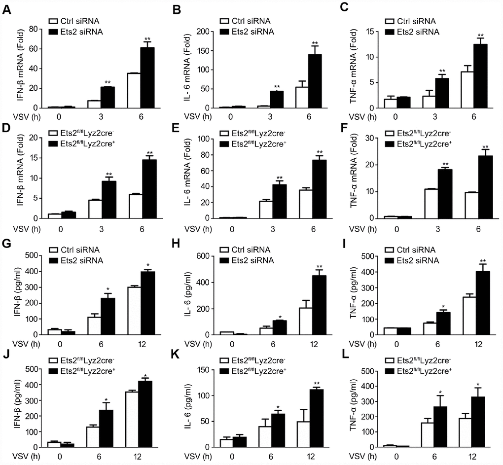 Ets2 inhibits VSV-induced IFN-β, IL-6, and TNF-α production in macrophages. (A–C) IFN-β (A), IL-6 (B) and TNF-α (C) mRNA expression of cells stimulated with VSV at an MOI of 10 for the indicated times. d-f: IFN-β (D), IL-6 (E), and TNF-α (F) mRNA expression in Ets2fl/flLyz2cre− or Ets2fl/flLyz2cre+ mouse primary peritoneal macrophages stimulated with VSV at an MOI of 10 for the indicated times. (G–I) ELISA assay of IFN-β (G), IL-6 (H), and TNF-α (I) in the supernatants of cells stimulated with VSV at an MOI of 10 for the indicated times. (J–L) ELISA assay of IFN-β (J), IL-6 (K), and TNF-α (L) in the supernatants of the cells stimulated with VSV at an MOI of 10 for the indicated times in Ets2fl/flLyz2cre−or Ets2fl/flLyz2cre+ mouse primary peritoneal macrophages. Data are shown as the mean ± s.d. of three samples. Student’s t-test compared with the control or Ets2fl/flLyz2cre- group. *, P