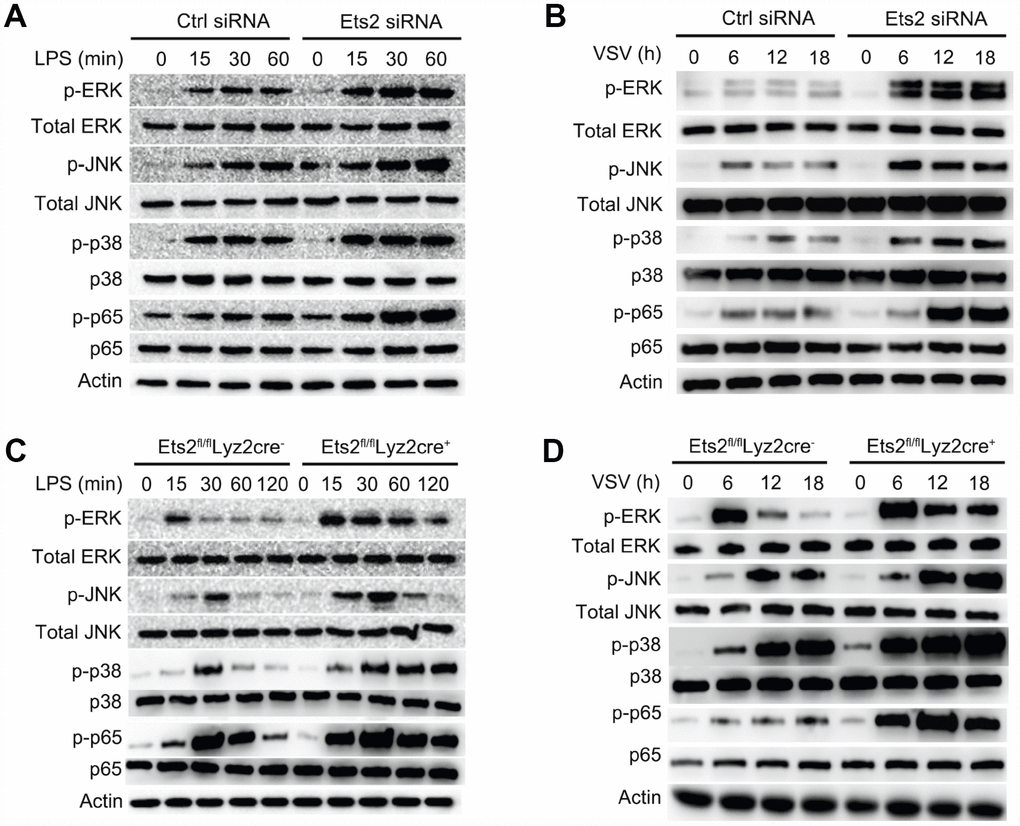 Ets2 inhibits NF-κB and MAPK signaling. (A, B) Immunoblot analysis of phosphorylated and total ERK1/2, JNK, p38 and NF-κB p65 in mouse primary peritoneal macrophages transfected with control siRNA (Ctrl siRNA) or Ets2-targeted siRNA (Ets2 siRNA) (A) and primary peritoneal macrophages of Ets2fl/flLyz2cre− or Ets2fl/flLyz2cre+ mice (B), stimulated with 100 ng/ml LPS for the indicated times. (C, D) Immunoblot analysis of phosphorylated and total ERK1/2, JNK, p38, and NF-κB p65 in primary peritoneal macrophages transfected with control siRNA (Ctrl siRNA) or Ets2-targeted siRNA (Ets2 siRNA) (C) and primary peritoneal macrophages of Ets2fl/flLyz2cre− or Ets2fl/flLyz2cre+ mice (D) stimulated with VSV at an MOI of 10 for the indicated times.