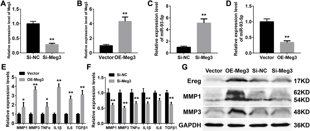 (A–B) Quantification of Meg3 expression by qRT-PCR after Meg3 siRNA (A) or Meg3 overexpression plasmid (B) treatment. (C–D) Quantification of miR-93-5p expression by qRT-PCR after Meg3 siRNA (C) or Meg3 overexpression plasmid (D) treatment. (E–F) Quantification of inflammatory cytokines expression by qRT-PCR after Meg3 overexpression plasmid (E) or Meg3 siRNA (F) treatment. (G) WB analysis of Ereg, MMP1 and MMP3 after Meg3 overexpression plasmid or Meg3 siRNA treatment.