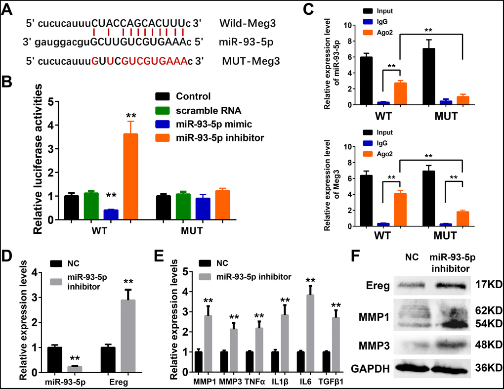 (A) The binding region between Meg3 and miR-93-5p were predicted, and the sequences of wild-type Meg3 (WT-Meg3) or mutant Meg3 (MUT-Meg3) sequences were shown. (B) The directly binding between Meg3 and miR-93-5p were confirmed by a luciferase reporter assay was performed with the luciferase reporter plasmids of WT-Meg3 or MUT-Meg3. (C) RNA immunoprecipitation (RIP) was performed using input from cell lysate, IgG, or anti-Ago2. The relative expression levels of Meg3 and miR-93-5p were detected by qPCR. (D) The inhibitory efficiency of miR-93-5p inhibitor and its effects on Ereg expression were determined by qRT-PCR. (E) The influences of miR-93-5p inhibitor on the expression of inflammatory cytokines were determined by qRT-PCR. (F) The influences of miR-93-5p inhibitor on the protein expression of Ereg, MMP1 and MMP3 were determined by WB.
