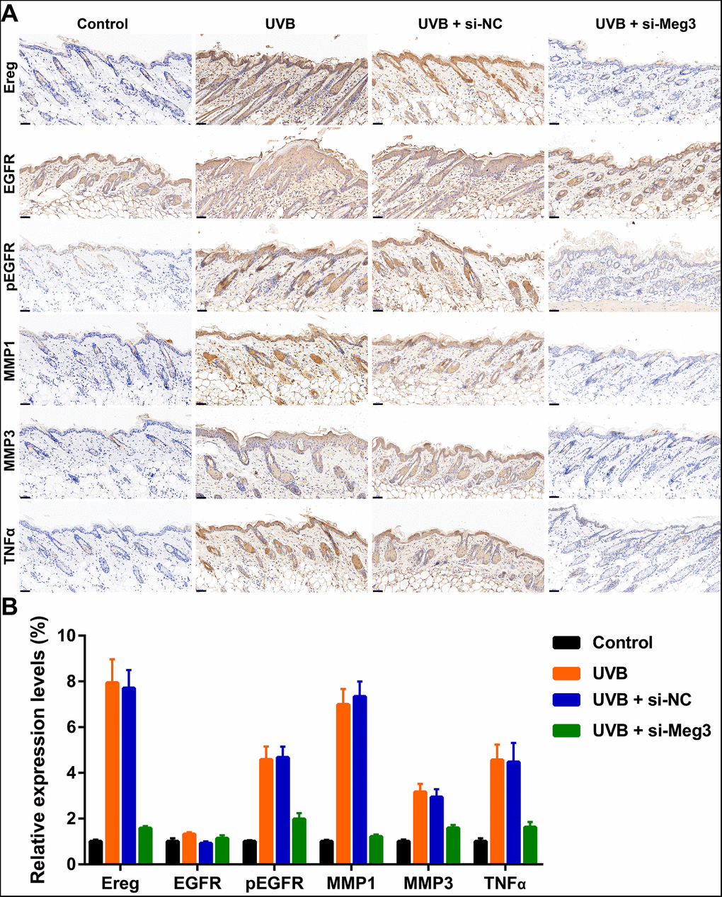 (A) Immunohistochemical staining for Ereg, EGFR, pEGFR, MMP1, MMP3 and TNFα in skin samples (scale bar = 50 μm). (B) The quantification analysis of relative expression levels.