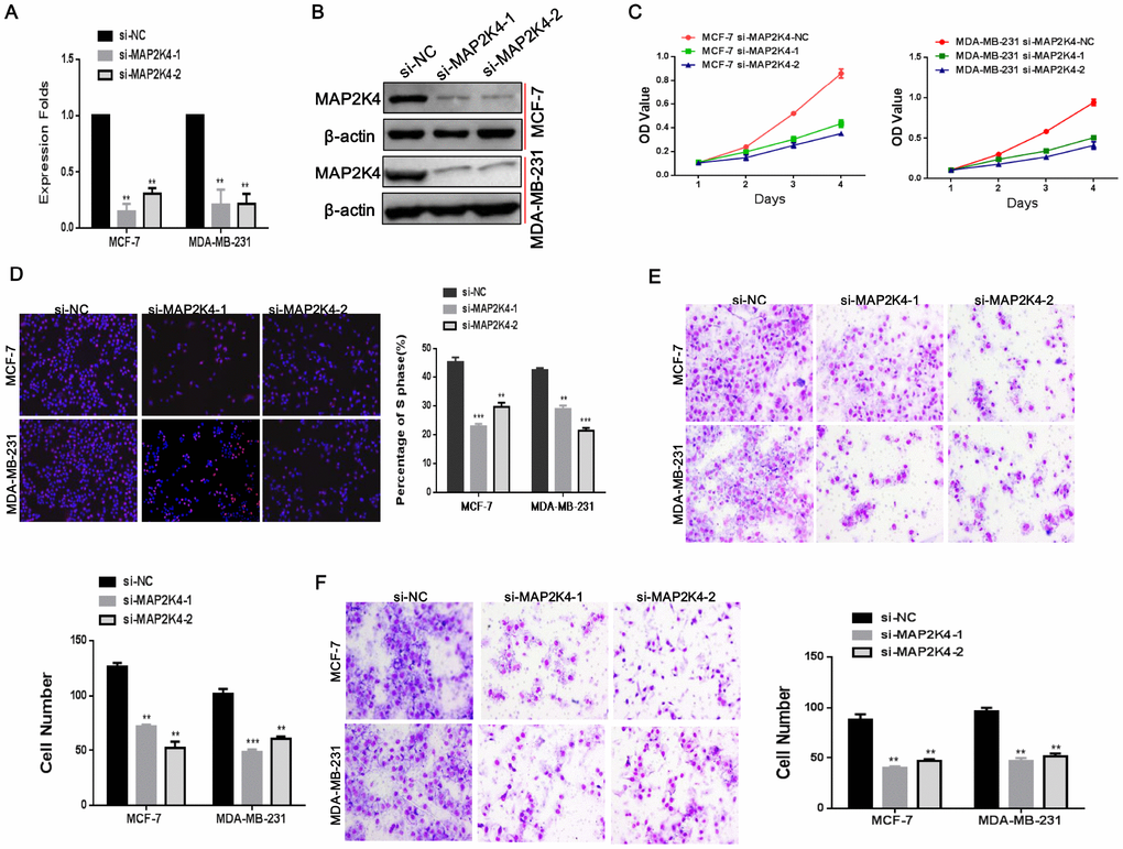 Silencing of MAP2K4 inhibits proliferation, migration, and invasion of breast cancer cells. (A) and (B),Two siRNA sequences were transfected to knockdown MAP2K4 expression in MCF-7 and MDA-MB-231 cells. MAP2K4 expression was detected with qRT-PCR and Western blot in MAP2K4-silenced breast cancer cells, normalized to GAPDH or β-actin. Mean ± SD,**PC), EdU assays (D), Transwell (E) and Boyden assays (F). Mean ± SD, *P