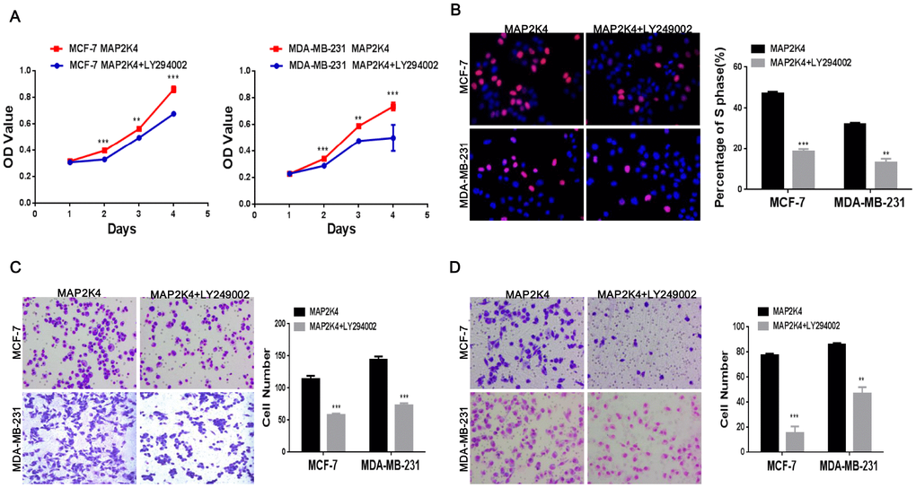 Inhibiting p-PI3K expression reduces cell proliferation, migration, and invasion in MAP2K4-overexpressing breast cancer cells. MTT assays (A), EdU incorporation assay (B) and Transwell (C) and Boyden assays (D) of breast cancer cells were conducted after inhibiting p-PI3K expression. Mean ± SD, *P