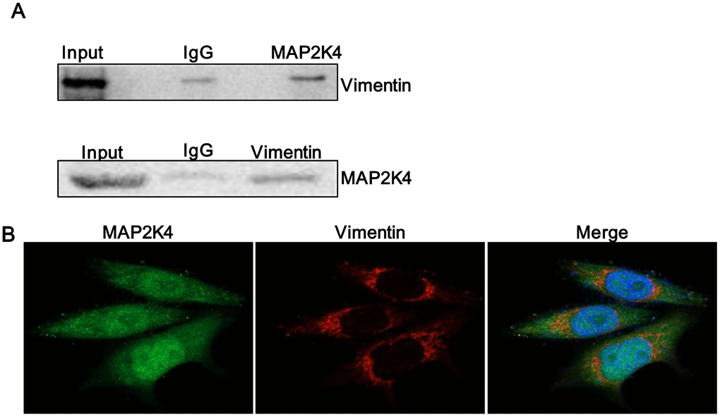 MAP2K4 interacts with Vimentin. (A) A Co-immunoprecipitation assay was performed to identify if Vimentin coprecipitated with MAP2K4. (B) MAP2K4-overexpressing MCF-7 cells were subjected to Vimentin immunofluorescent staining to reveal MAP2K4 and Vimentin colocalization.