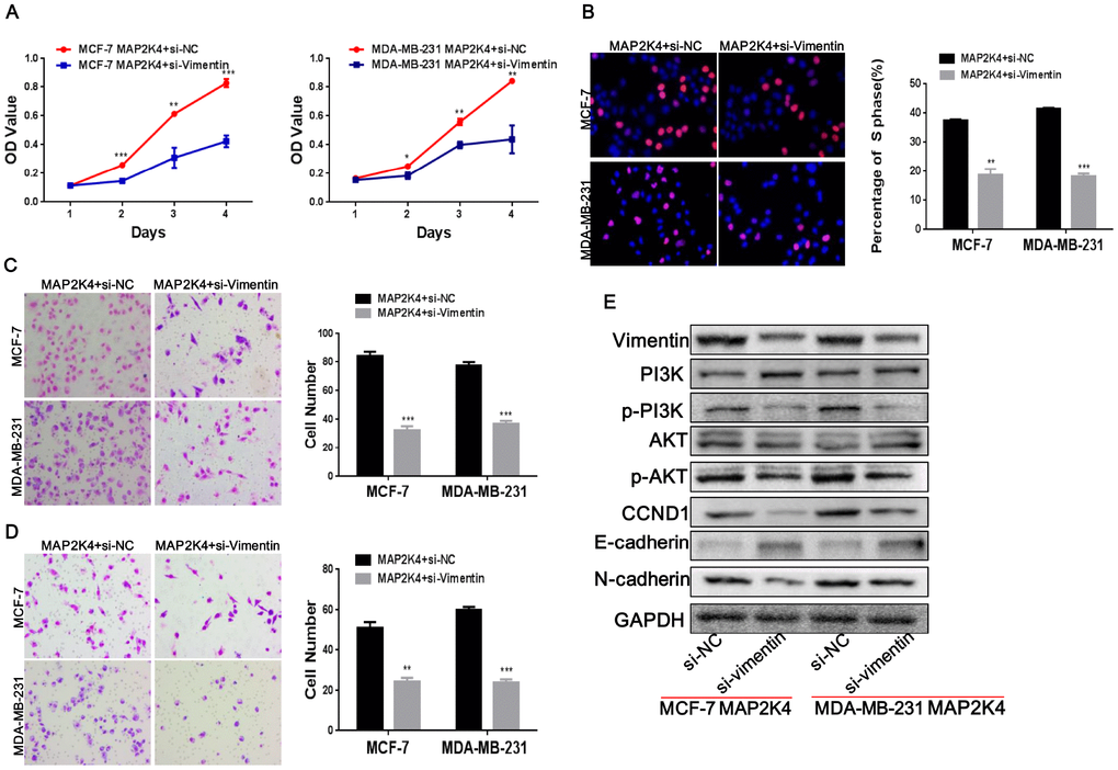 Vimentin suppression reduces cell proliferation, migration, and invasion in MAP2K4-overexpressing breast cancer cells. MCF-7-Lv-MAP2K4 and MDA-MB-231-Lv-MAP2K4 cells were transfected with siRNA to inhibit Vimentin expression. Cell growth and cell cycle were measured using the MTT (A) and EdU assays (B). Invasion and migration were measured with the Transwell and Boyden Chamber assays (C, D). Mean ± SD, *PE) Knocking down Vimentin suppressed PI3K/AKT and further modulated its downstream cell cycle and EMT-associated factors in MAP2K4-overexpressing breast cancer cells.