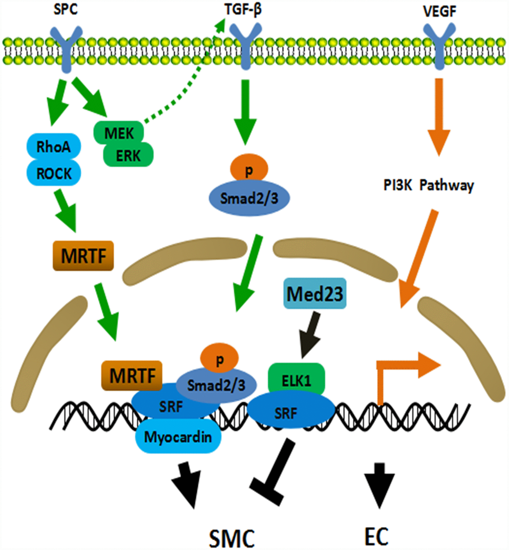Mechanisms of ADSCs differentiation into SMC and EC. TGF-β pathway plays a central role in the differentiation of ADSCs into SMC. ADSCs secrete TGF-β through MEK/ERK-dependent mechanism when treated with SPC. Meanwhile, SPC activates the Rho/ROCK system and subsequently promotes the binding of MRTF and SRF. MRTF, SRF, Smad2/3 and Myocardin jointly initiate the expression of smooth muscle related genes. Med23 represses SMC differentiation via promoting ELK1-SRF to combine with the promoter. PI3K pathway involves in EC differentiation of ADSCs. EC: endothelial cell, SMC: smooth muscle cell, ROCK: Rho-associated protein kinase, SRF: serum response factor, MRTF: myocardin related transcription factor, ELK1: ETS Like-1 protein.